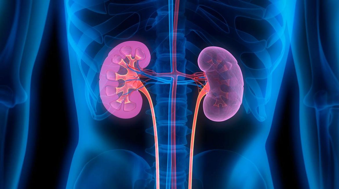How High Blood Pressure Affects The Kidneys Seca